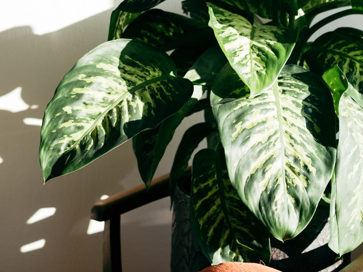 日差しの入る観葉植物のイメージ