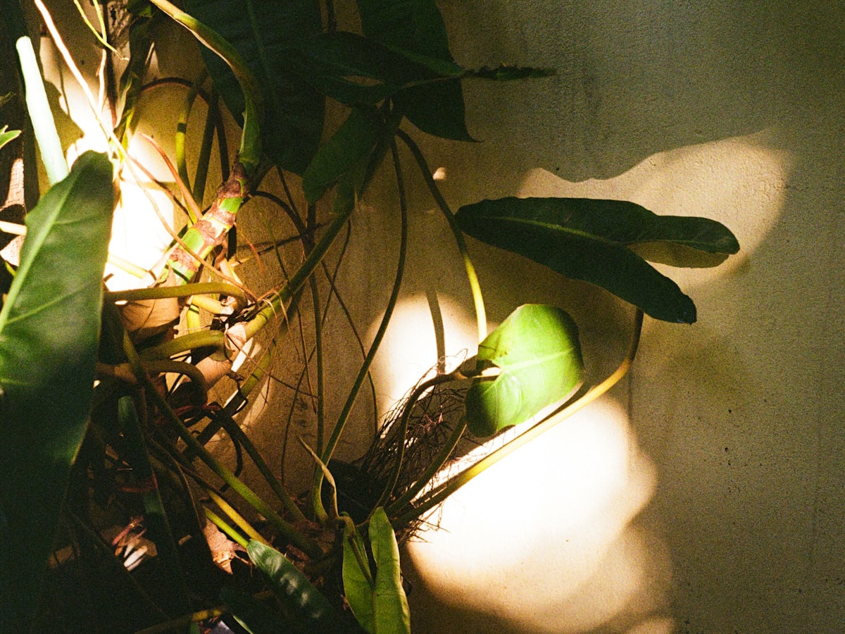光と植物のイメージ
